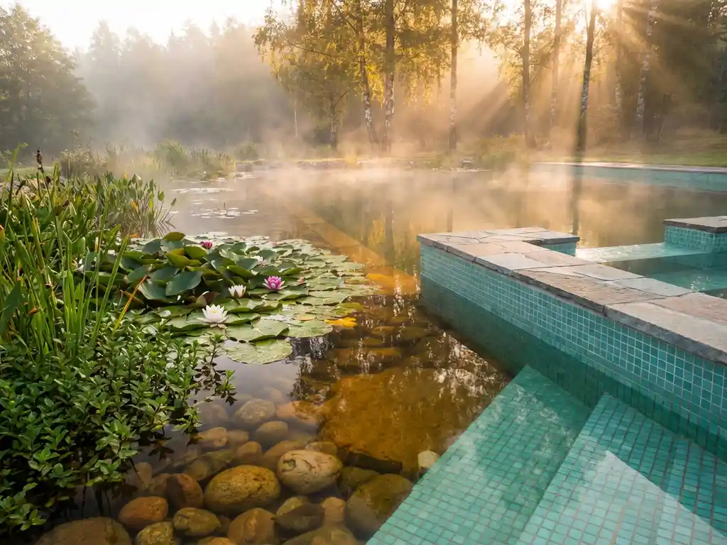 Natuurlijke zwemvijver met waterlelies en heldere kiezels, overgaand naar strakke turquoise poolrand, ochtendnevel en gouden zonlicht door berkenbomen.